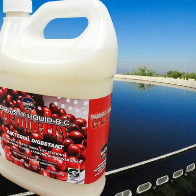 Dynasty Liquid BC Cranberry [Bacterial Digestant]